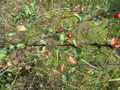 Cotoneaster uniflorus