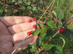 Cotoneaster uniflorus