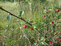 Cotoneaster uniflorus