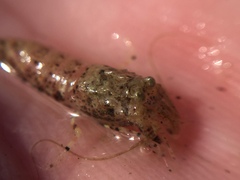 Philocheras australis