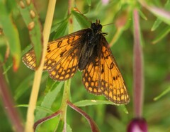 Melitaea varia