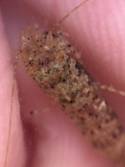 Philocheras australis