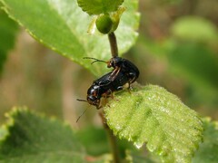 Cryptocephalus decemmaculatus