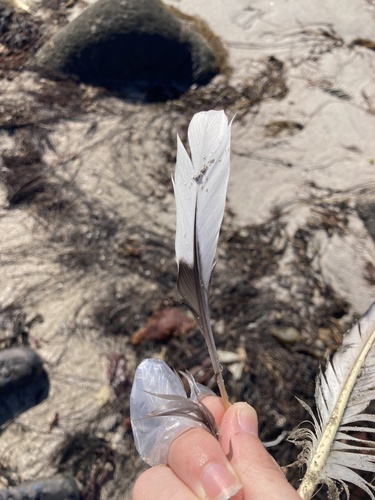 Plume de Harle huppé