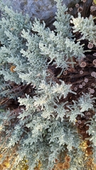 Santolina chamaecyparissus
