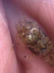 Philocheras australis