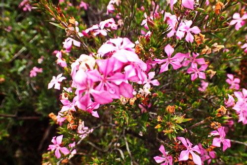 Image of Acmadenia obtusata by no rights reserved