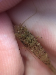 Philocheras australis