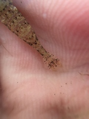 Philocheras australis