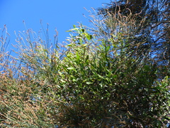 Lysiana maritima
