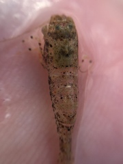 Philocheras australis