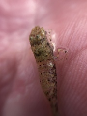 Philocheras australis