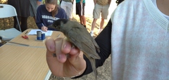 Sylvia atricapilla