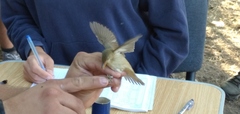 Acrocephalus palustris