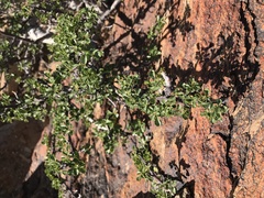 Commiphora capensis