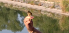Acrocephalus schoenobaenus