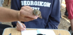 Sylvia atricapilla