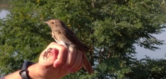 Luscinia luscinia