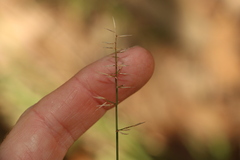 Aristida caput-medusae