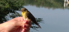 Phylloscopus trochilus