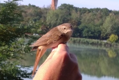 Luscinia megarhynchos