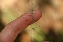 Aristida caput-medusae