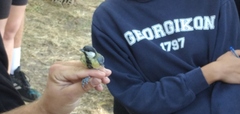 Parus major