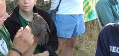 Turdus merula