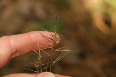 Aristida caput-medusae