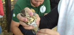 Turdus philomelos