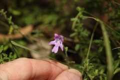 Prostanthera cryptandroides euphrasioides
