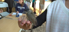Sylvia atricapilla