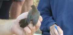 Locustella luscinioides