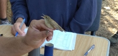 Acrocephalus palustris