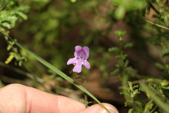 Prostanthera cryptandroides euphrasioides