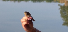Acrocephalus schoenobaenus