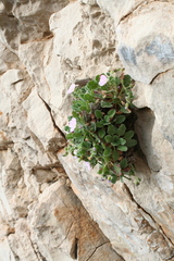 Erodium corsicum