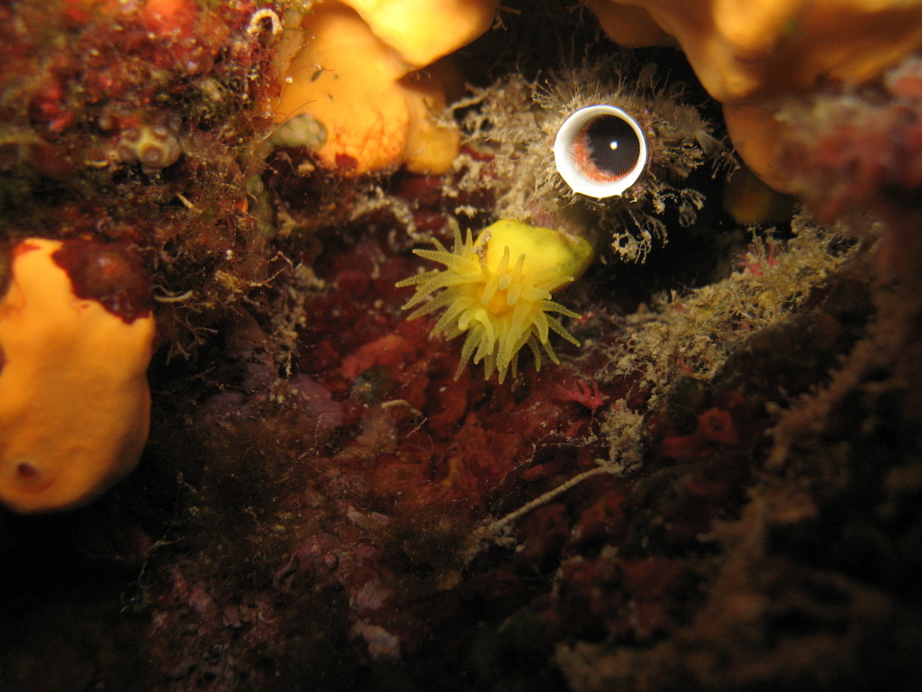 Sunset Cup Coral
