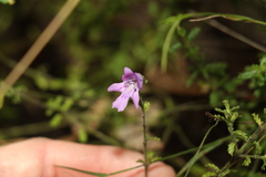 Prostanthera cryptandroides euphrasioides