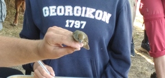Sylvia atricapilla