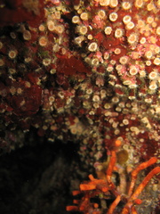 Polycyathus muellerae