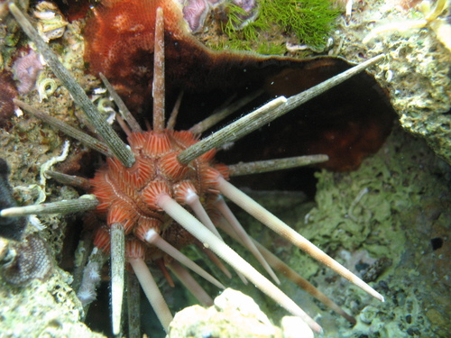 red lance urchin