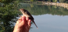 Curruca communis