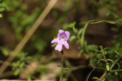 Prostanthera cryptandroides euphrasioides