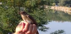 Luscinia luscinia