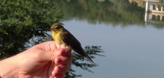 Phylloscopus trochilus