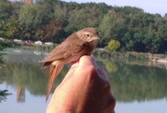 Luscinia megarhynchos