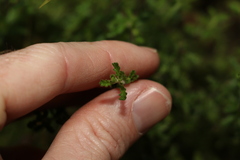 Prostanthera cryptandroides euphrasioides