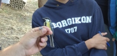 Parus major
