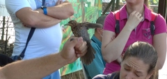 Turdus merula